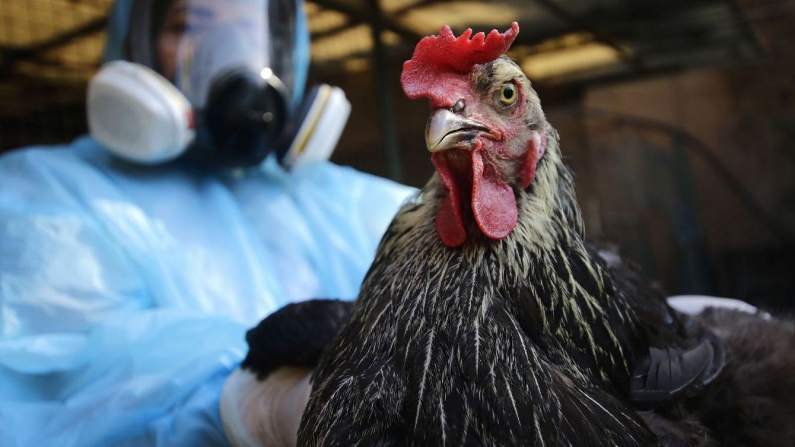 Confirman influenza aviar H5N1 en aves domésticas tras denuncia por mortalidad en Valparaíso