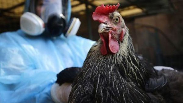 <p>Confirman influenza aviar H5N1 en aves domésticas tras denuncia por mortalidad en Valparaíso</p>Confirman influenza aviar H5N1 en aves domésticas tras denuncia por mortalidad en Valparaíso
