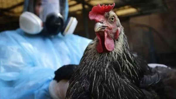Confirman influenza aviar H5N1 en aves domésticas tras denuncia por mortalidad en Valparaíso