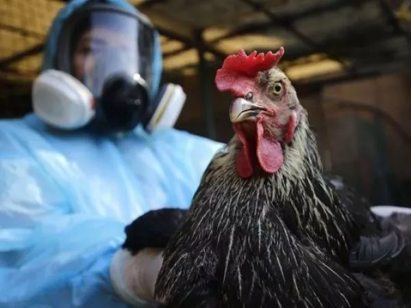 Confirman influenza aviar H5N1 en aves domésticas tras denuncia por mortalidad en Valparaíso