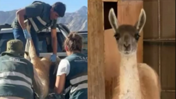 Hallan y rescatan a guanaco herido que deambulaba desorientado en Copiapó
