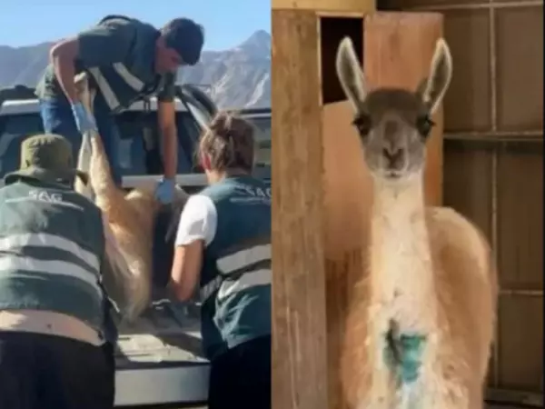 Hallan y rescatan a guanaco herido que deambulaba desorientado en Copiapó