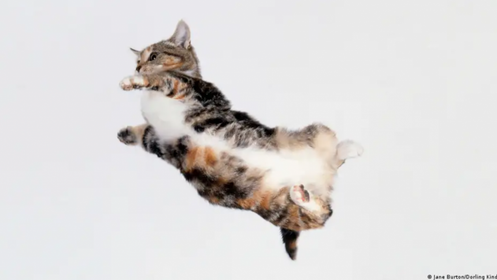 ¡Por fin! Revelan el misterio de cómo los gatos caen de pie

