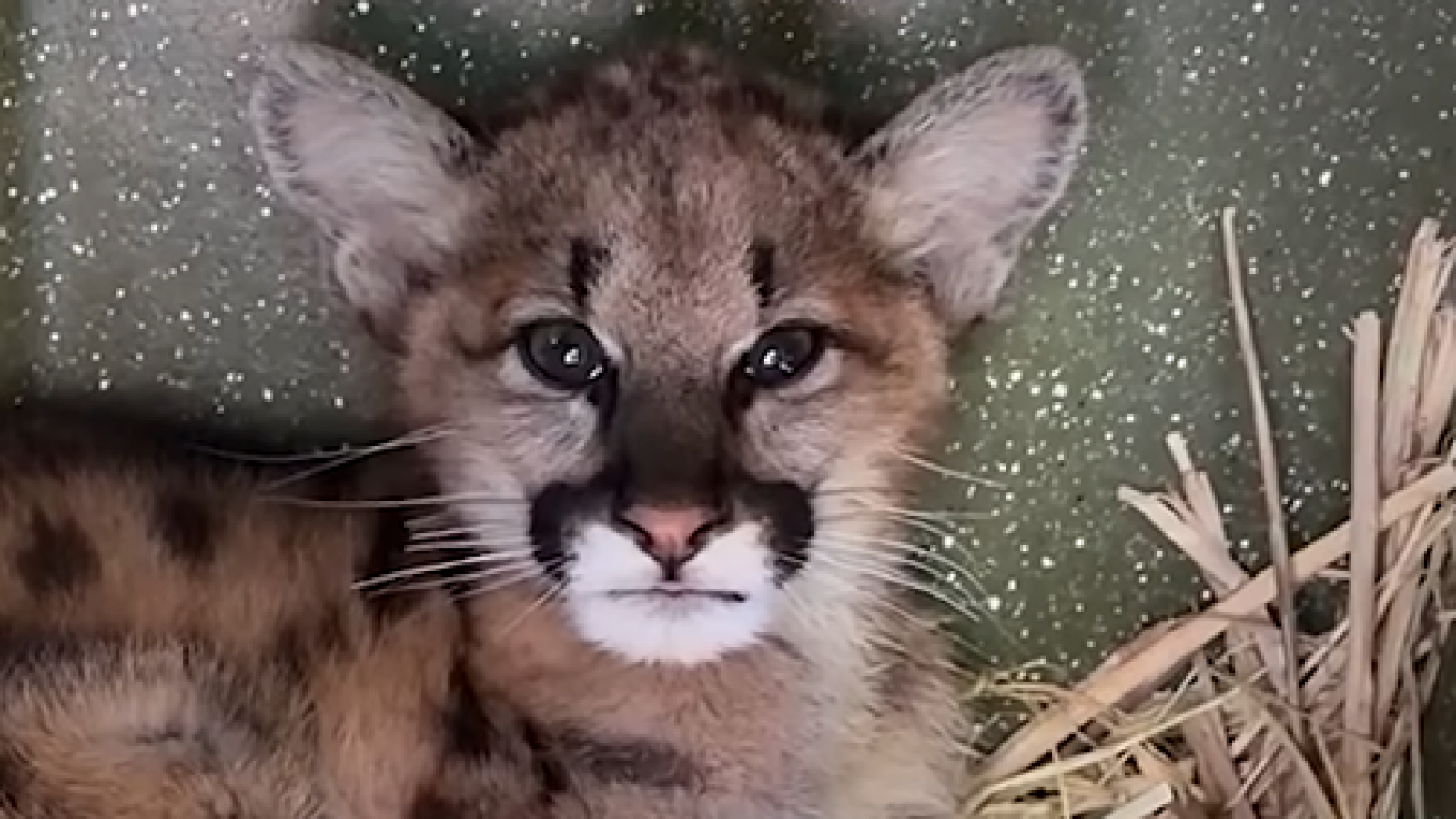 En estado crítico: la lucha por salvar a Clover, una cría de puma