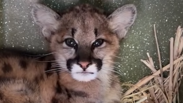 <p>En estado crítico: la lucha por salvar a Clover, una cría de puma</p>En estado crítico: la lucha por salvar a Clover, una cría de puma

