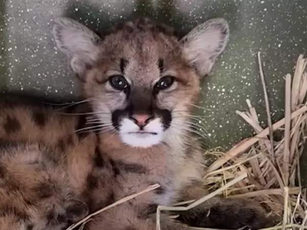 En estado crítico: la lucha por salvar a Clover, una cría de puma