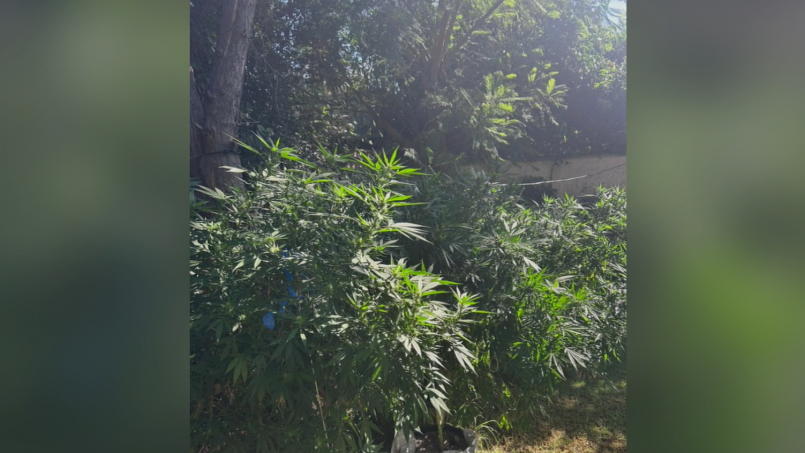 Denunció robo en su casa y terminó detenida por cultivo de marihuana
