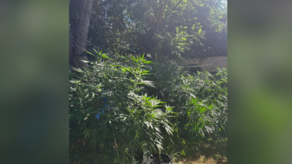 Denunció robo en su casa y terminó detenida por cultivo de marihuana
