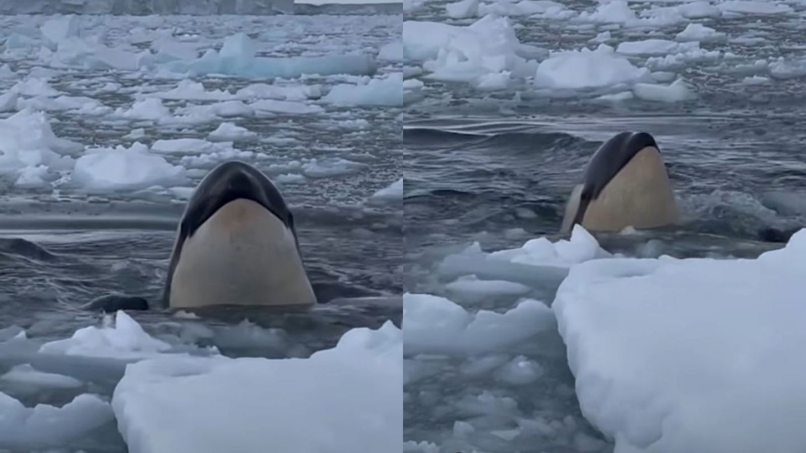 Encuentro cara a cara: Orcas rodean y sorprenden a fotógrafos en expedición en la Antártica
