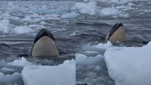 Encuentro cara a cara: Orcas rodean y sorprenden a fotógrafos en expedición en la Antártica

