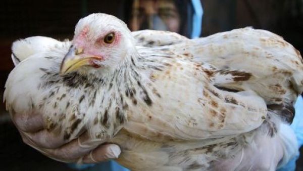 <p>SAG suspende exportaciones avícolas por influenza aviar en planta industrial</p>SAG suspende exportaciones avícolas por influenza aviar en planta industrial
