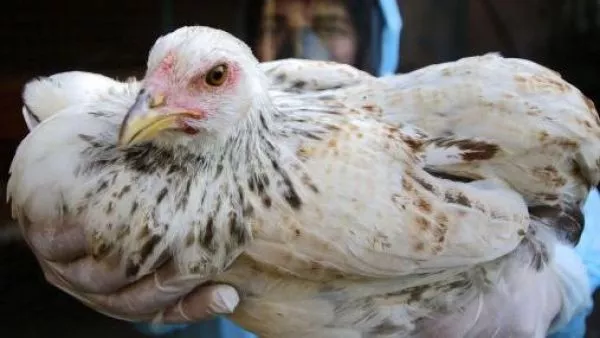 SAG suspende exportaciones avícolas por influenza aviar en planta industrial
