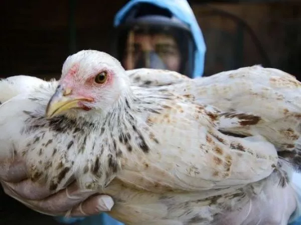 SAG suspende exportaciones avícolas por influenza aviar en planta industrial