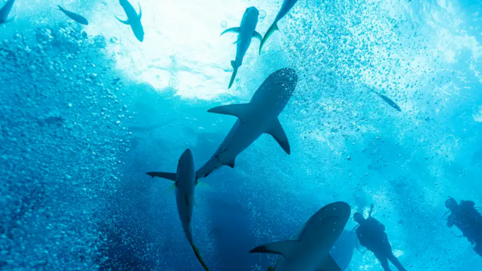 <p>Insólito hallazgo: tiburones dan positivo en cocaína</p>
