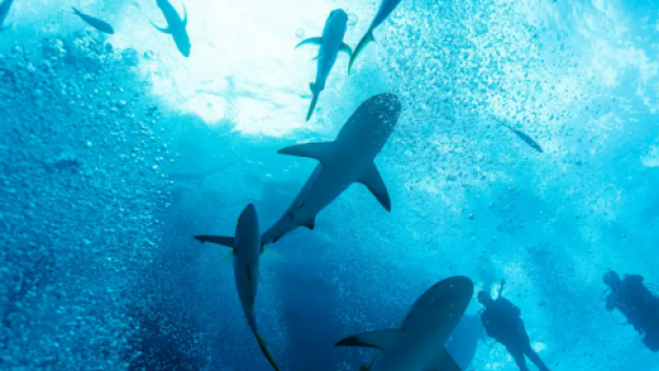<p>Insólito hallazgo: tiburones dan positivo en cocaína</p>Insólito hallazgo: tiburones dan positivo en cocaína
