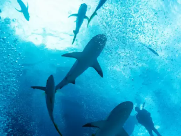 Insólito hallazgo: tiburones dan positivo en cocaína