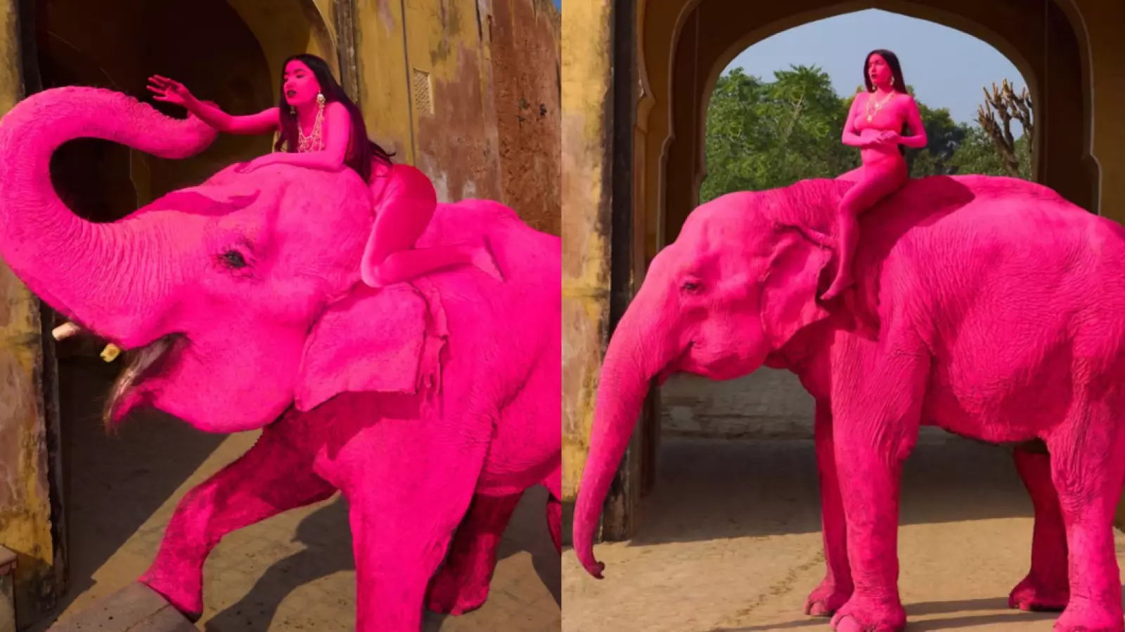 Indignación por muerte de elefante que fue pintado de rosa para una sesión de fotos