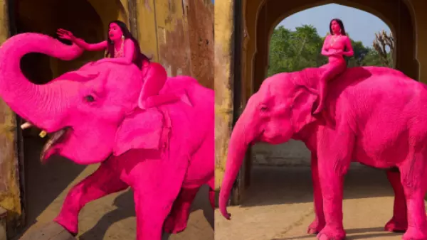 Indignación por muerte de elefante que fue pintado de rosa para una sesión de fotos