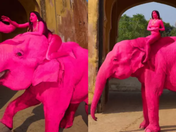 Indignación por muerte de elefante que fue pintado de rosa para una sesión de fotos