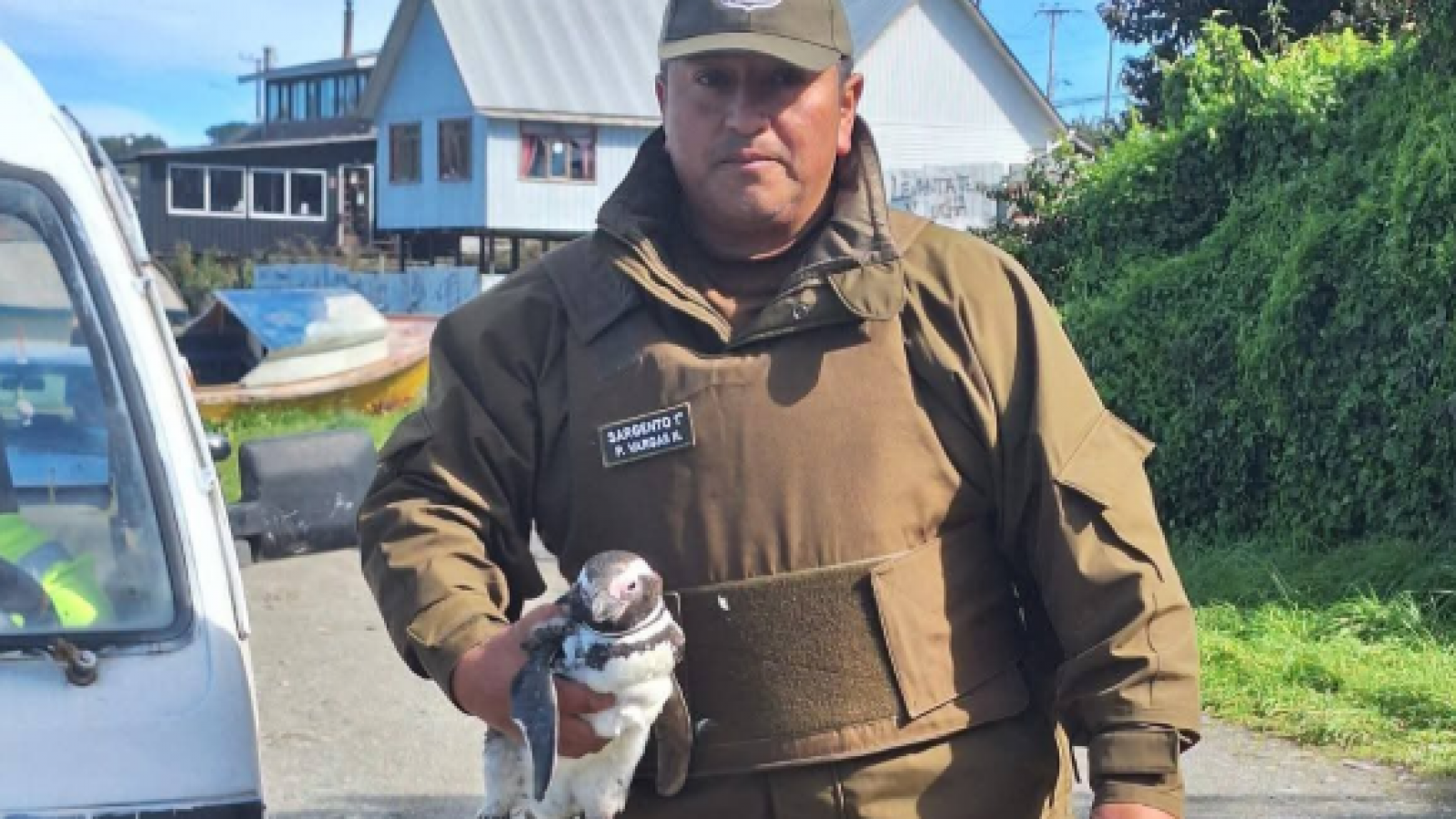 <p>Carabineros rescatan pingüino herido en playa de Carelmapu</p>
