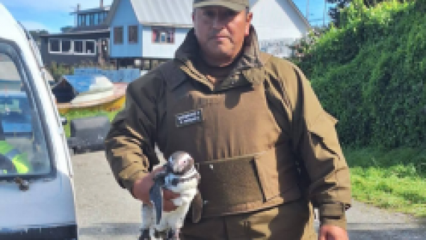 <p>Carabineros rescatan pingüino herido en playa de Carelmapu</p>Carabineros rescatan pingüino herido en playa de Carelmapu
