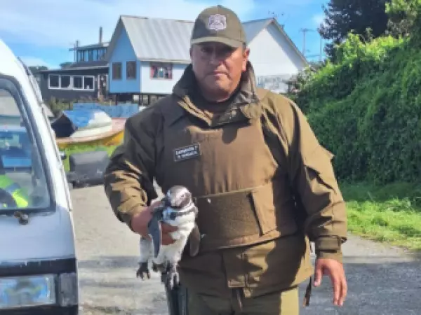 Carabineros rescatan pingüino herido en playa de Carelmapu