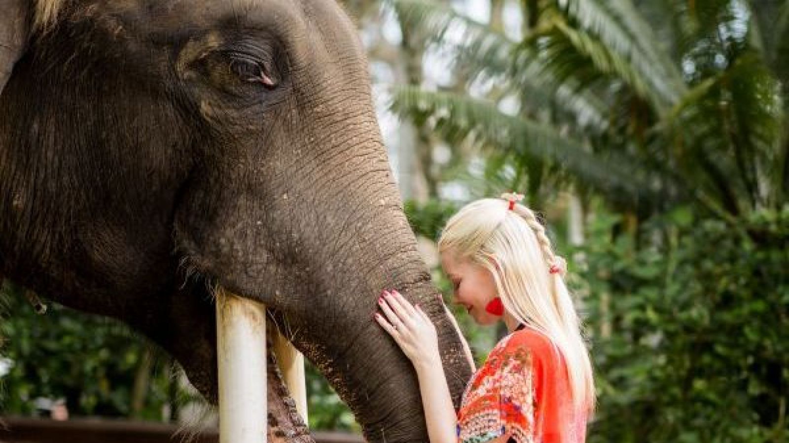 <p>Fin a una polémica práctica: Indonesia prohíbe paseos en elefante</p>
