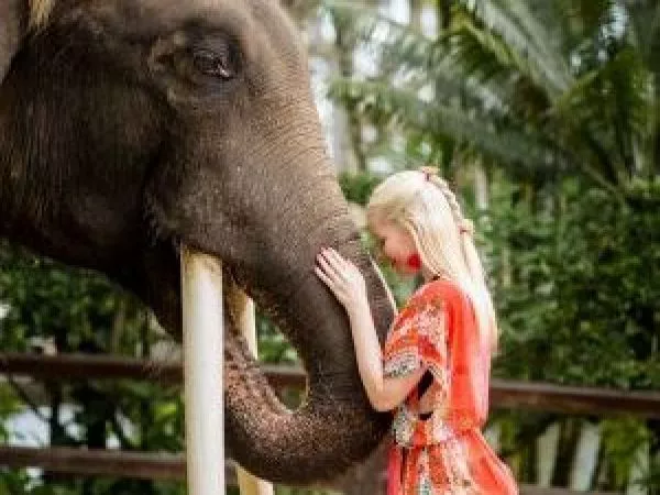 Fin a una polémica práctica: Indonesia prohíbe paseos en elefante