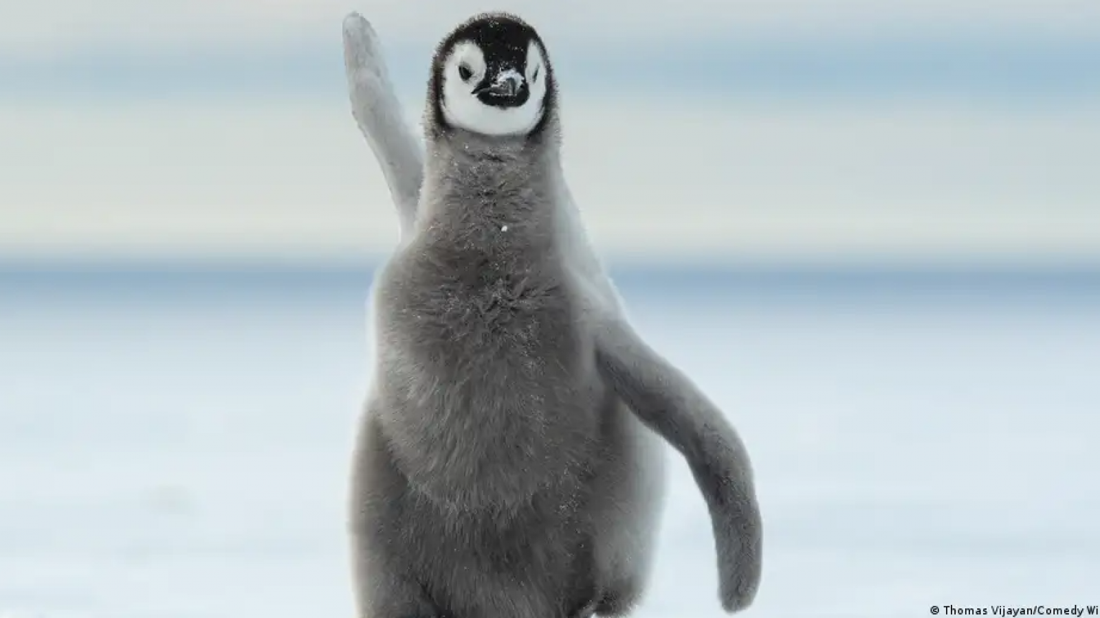 <p>El pingüino emperador es oficialmente una especie amenazada</p>
