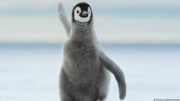 <p>El pingüino emperador es oficialmente una especie amenazada</p>El pingüino emperador es oficialmente una especie amenazada
