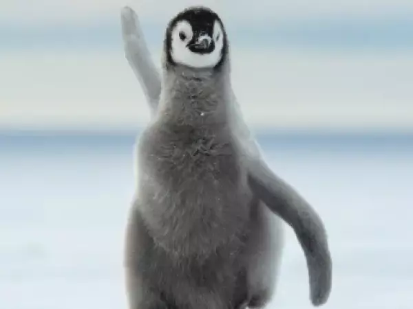 El pingüino emperador es oficialmente una especie amenazada