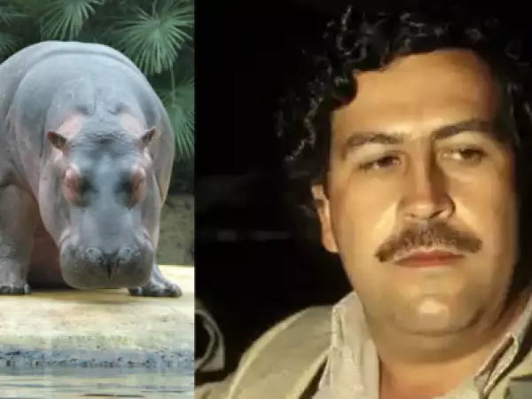 80 hipopótamos de Pablo Escobar serán sacrificado en Colombia