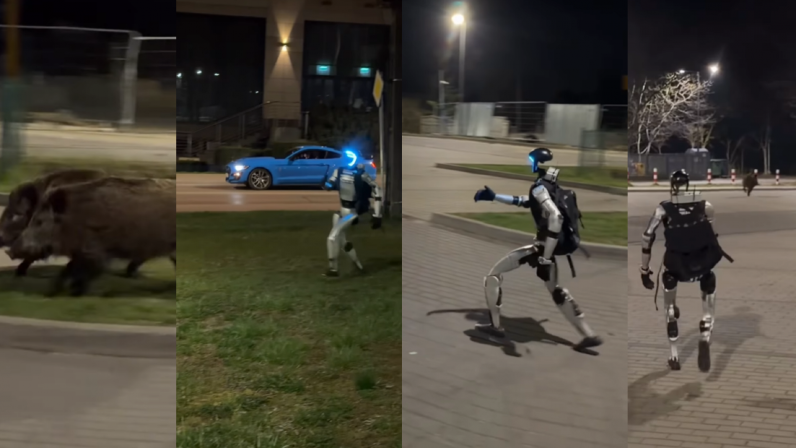 <p>¡Arranquen! Robot en Polonia se hace viral al ahuyentar jabalíes salvajes</p>
