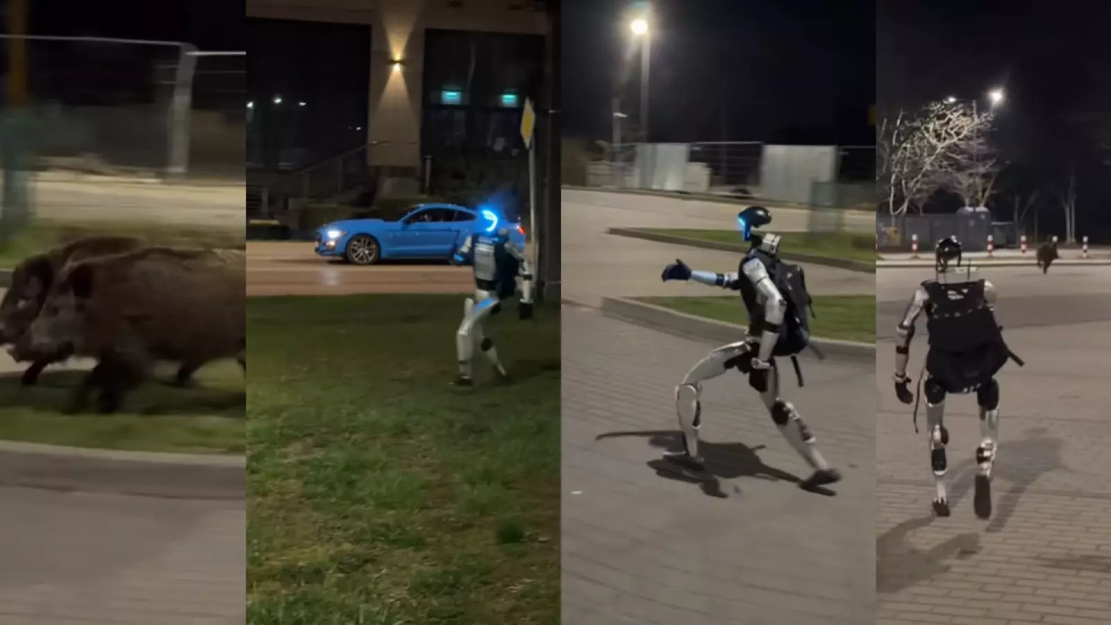 ¡Arranquen! Robot en Polonia se hace viral al ahuyentar jabalíes salvajes