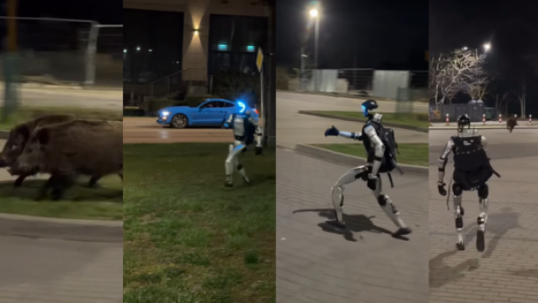 <p>¡Arranquen! Robot en Polonia se hace viral al ahuyentar jabalíes salvajes</p>¡Arranquen! Robot en Polonia se hace viral al ahuyentar jabalíes salvajes
