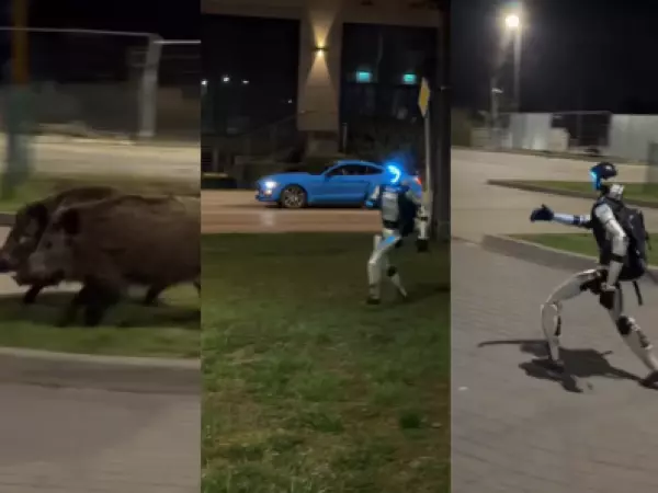 ¡Arranquen! Robot en Polonia se hace viral al ahuyentar jabalíes salvajes