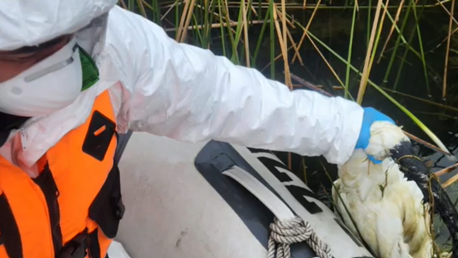 <p>Brote de gripe aviar provoca la muerte de más de 120 cisnes en lago Budi</p>
