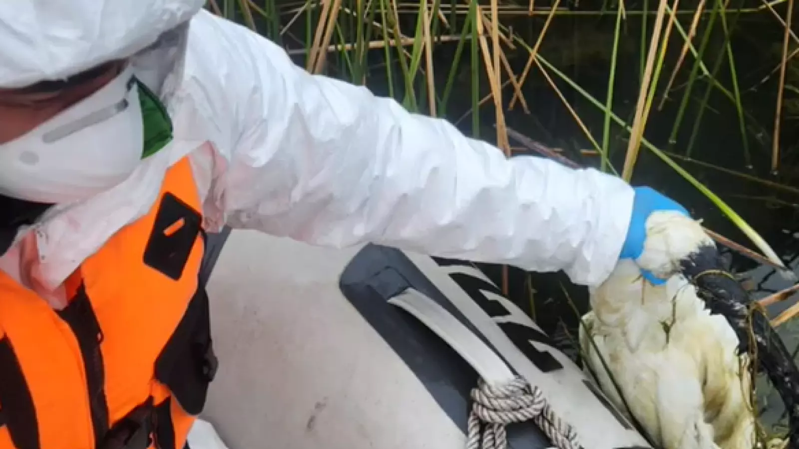 Brote de gripe aviar provoca la muerte de más de 120 cisnes en lago Budi