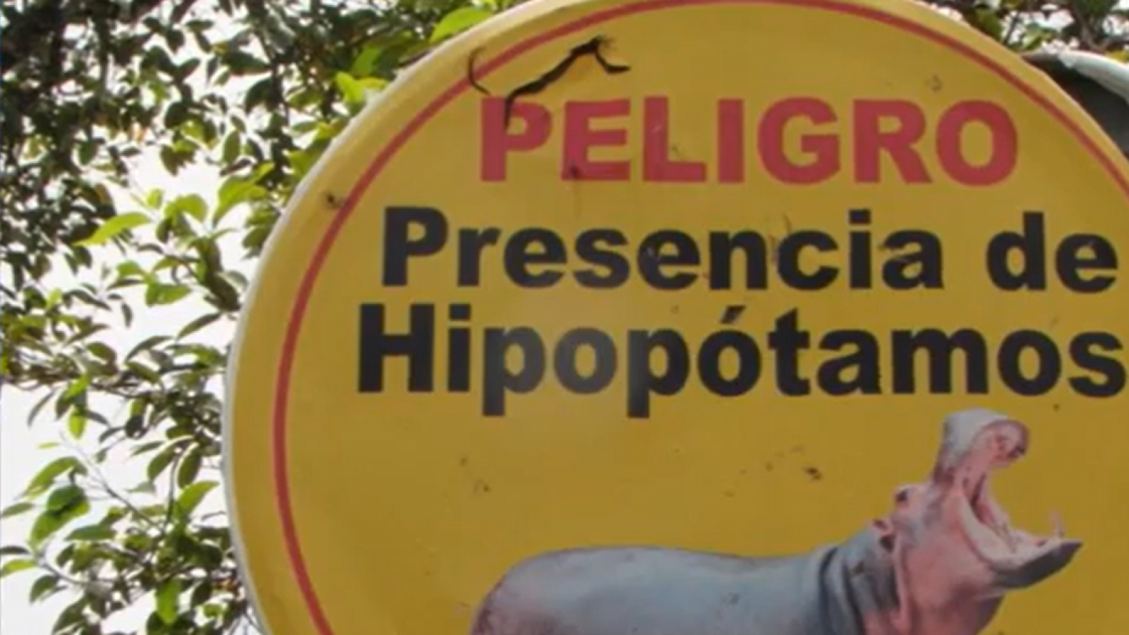 "Especie invasora": Aprueban eutanasia para hipopótamos de Pablo Escobar
