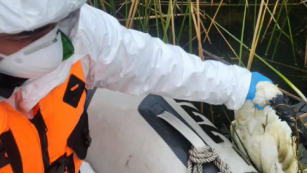 <p>Brote de gripe aviar provoca la muerte de más de 120 cisnes en lago Budi</p>Brote de gripe aviar provoca la muerte de más de 120 cisnes en lago Budi
