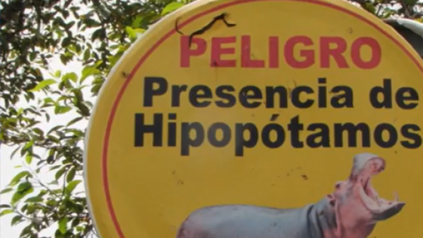 "Especie invasora": Aprueban eutanasia para hipopótamos de Pablo Escobar
