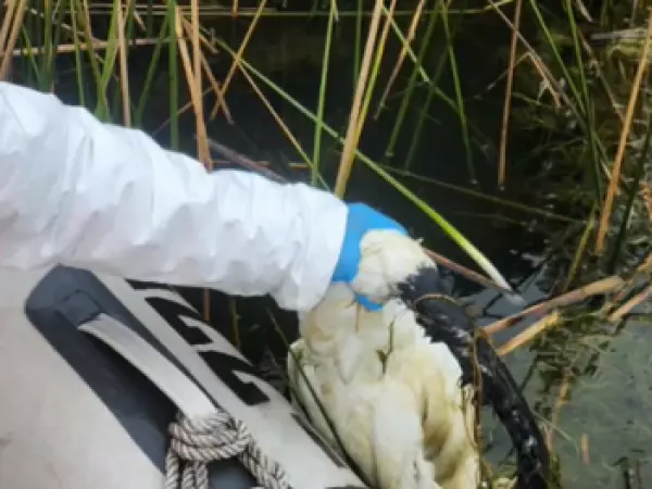 Brote de gripe aviar provoca la muerte de más de 120 cisnes en lago Budi
