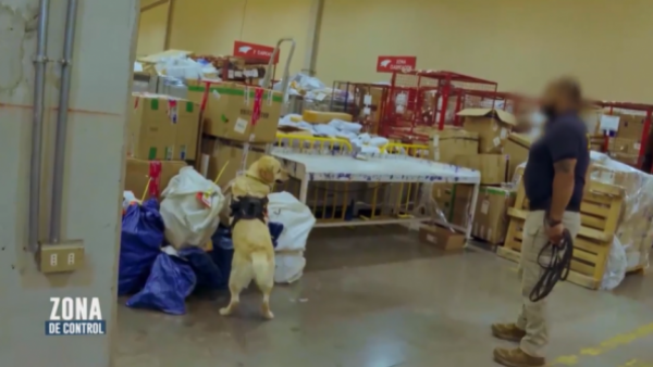 Perro antidrogas detecta 1,4 kilos de ketamina oculta en encomienda internacional en el aeropuerto de Santiago

