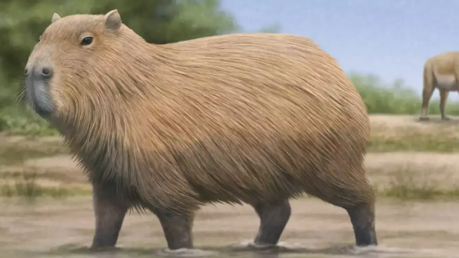 Fósil confirma que el adorable capibara sí habitó en Chile