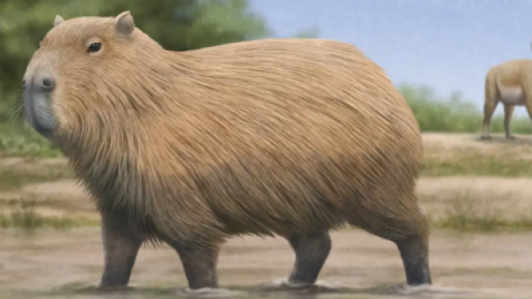 <p>Fósil confirma que el adorable capibara sí habitó en Chile</p>Fósil confirma que el adorable capibara sí habitó en Chile
