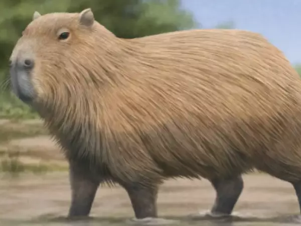 Fósil confirma que el adorable capibara sí habitó en Chile