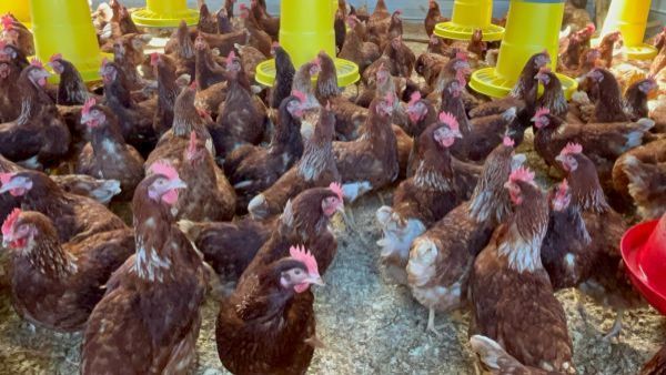 <p>Confirman primer caso de influenza aviar en plantel comercial de La Araucanía</p>Confirman primer caso de influenza aviar en plantel comercial de La Araucanía

