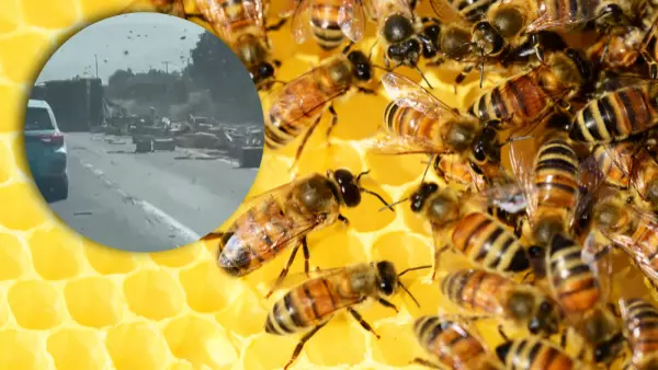 Accidente en Ruta 5 Norte: camión con abejas terminó volcado