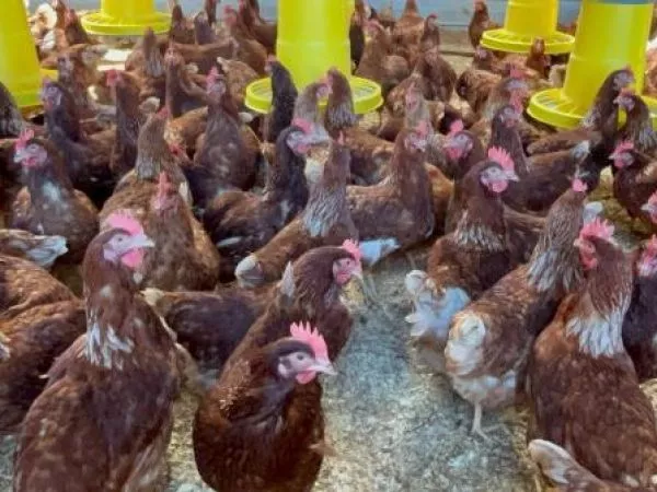 Confirman primer caso de influenza aviar en plantel comercial de La Araucanía