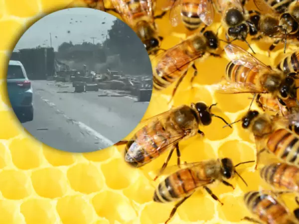 Accidente en Ruta 5 Norte: camión con abejas terminó volcado